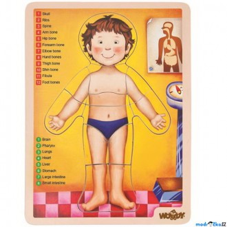 JIŽ SE NEPRODÁVÁ - Puzzle výukové - Anatomie, Lidské tělo ANGLIČTINA, 12ks (Woody)