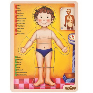 Puzzle výukové - Anatomie, Lidské tělo ANGLIČTINA, 12ks (Woody)