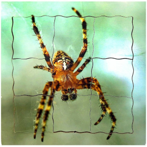 Puzzle výukové - Životní cyklus pavouk, 19ks (Just Jiqsaws)