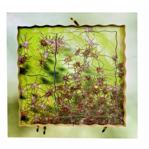 Puzzle výukové - Životní cyklus pavouk, 19ks (Just Jiqsaws)