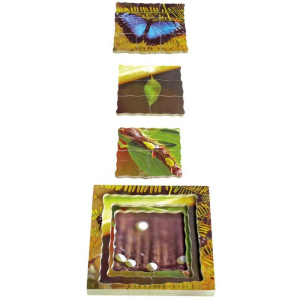 Puzzle výukové - Životní cyklus motýl, 19ks (Just Jiqsaws)