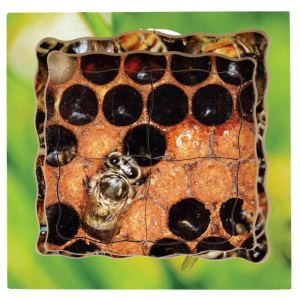 Puzzle výukové - Životní cyklus včela, 19ks (Just Jiqsaws)