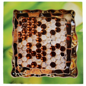 Puzzle výukové - Životní cyklus včela, 19ks (Just Jiqsaws)