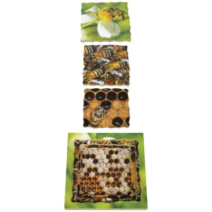 Puzzle výukové - Životní cyklus včela, 19ks (Just Jiqsaws)