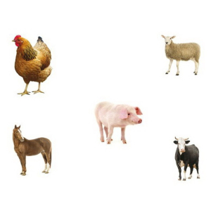 Puzzle výukové - Tvary a paměť + 4 předlohy, 5ks (Just Jigsaws)